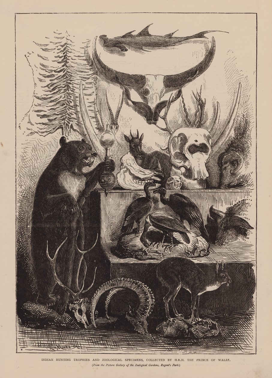 Trophées de chasse et spécimens zoologiques indiens, collectionnés par S.A.R. le Prince de Galles (gravure) - English School