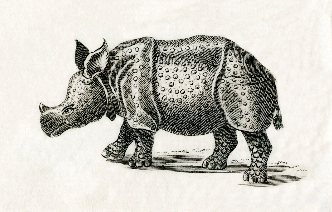 Rhinocéros indien, ou rhinocéros unicorne, Rhinoceros unicornis, d