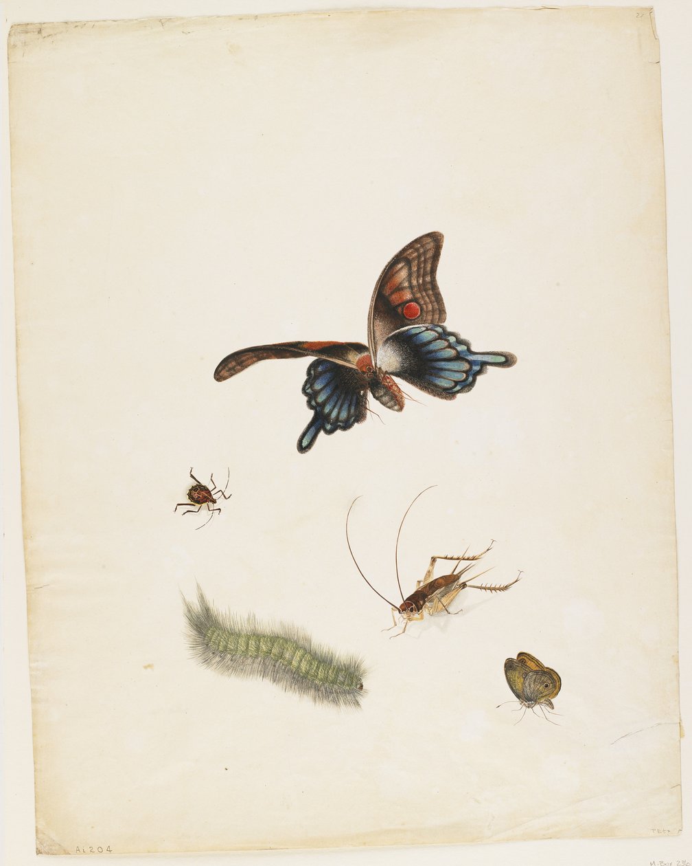 Insectes, c.1805 - English School