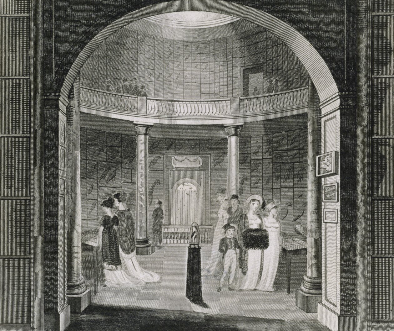 Vue intérieure du musée Leverian, 1806 - English School