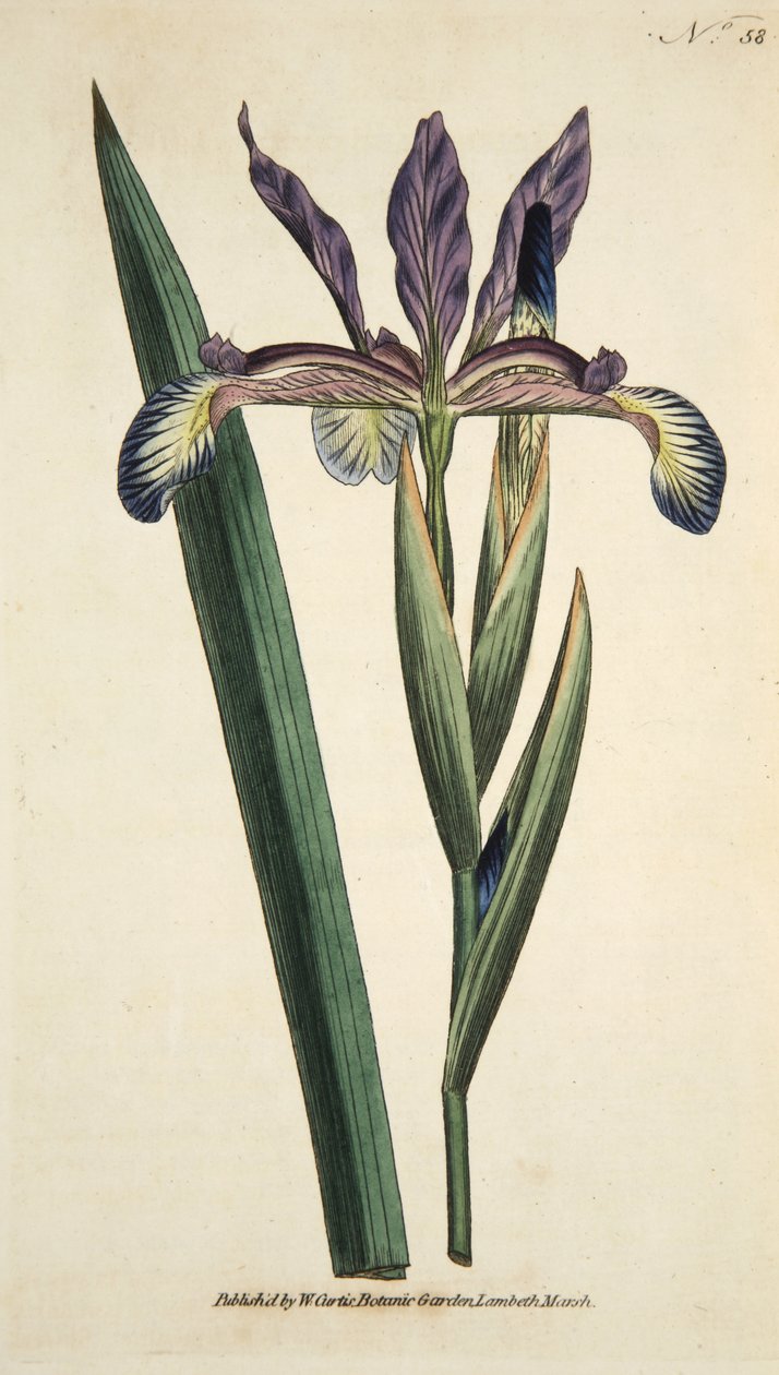 Iris Spuria (Iris Spurios), de The Botanical Magazine or Flower Garden Displayed, pub. 1790 (gravure coloriée à la main) - English School