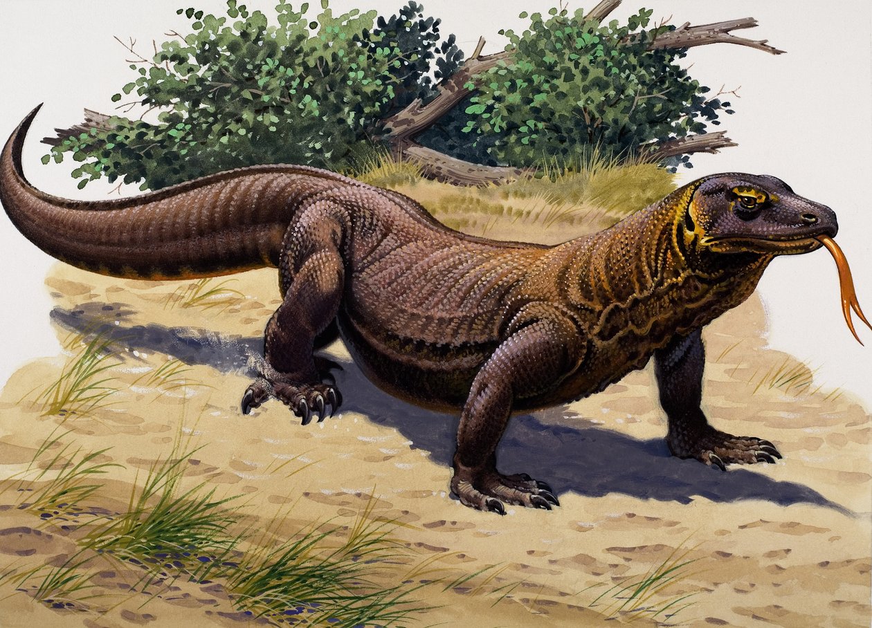 Dragon de Komodo (gouache sur papier) - English School