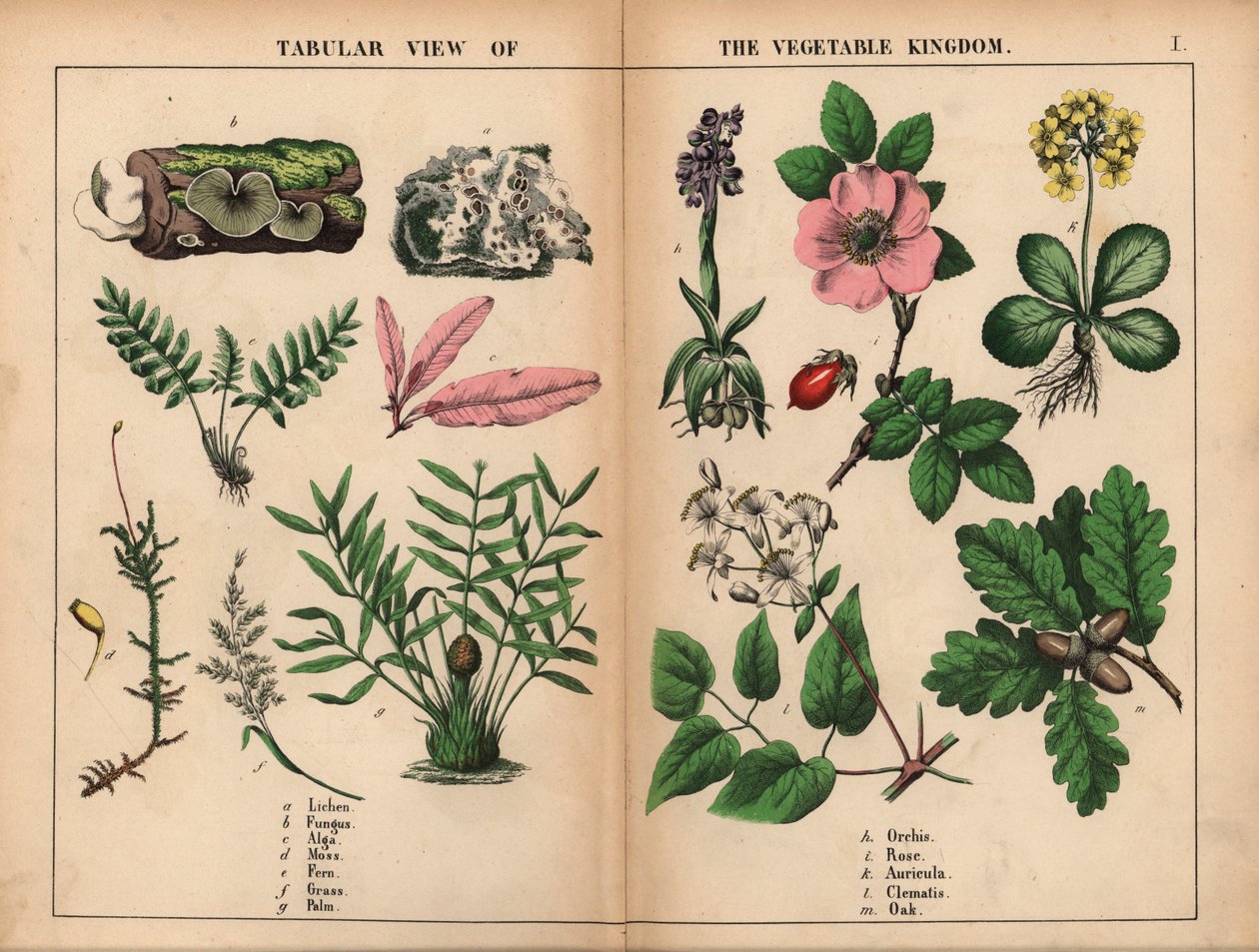 Lichen, champignon, algue, mousse, fougère, herbe, palmier, orchidée, rose, auricule, clématite et chêne, de 