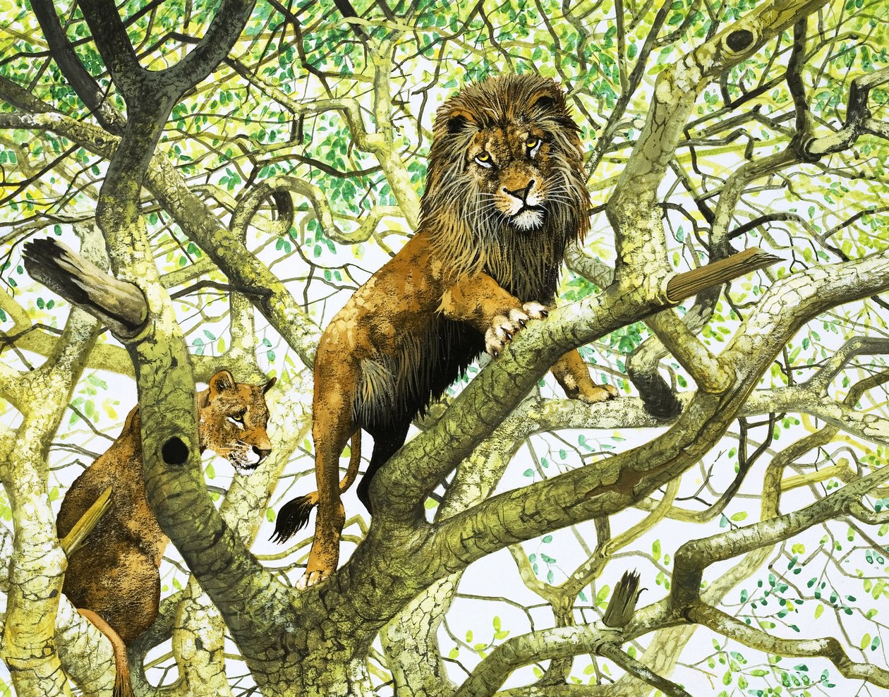 Lion et lionne dans un arbre (gouache sur papier) - English School