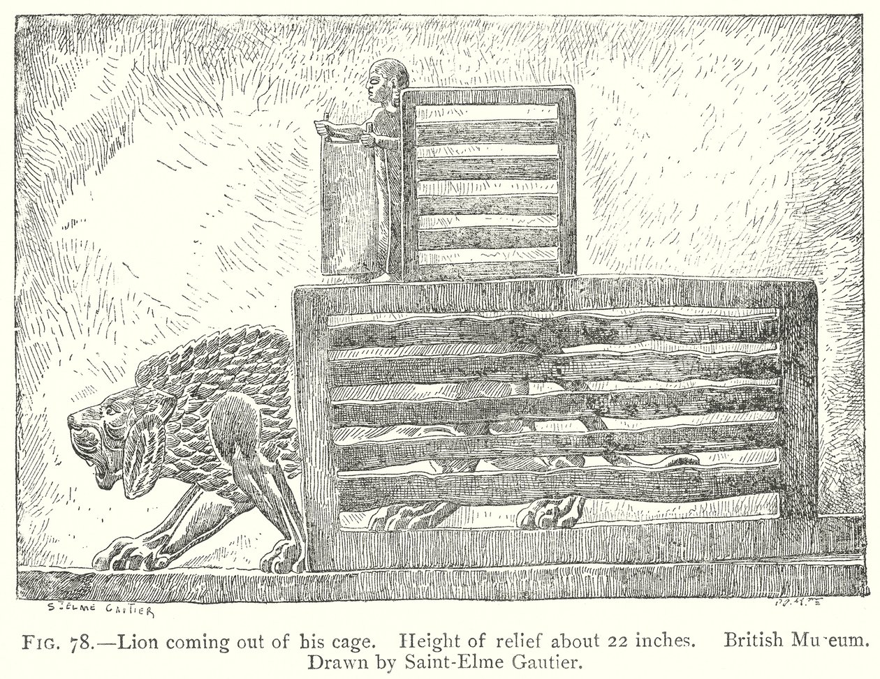 Lion sortant de sa cage (gravure) - English School