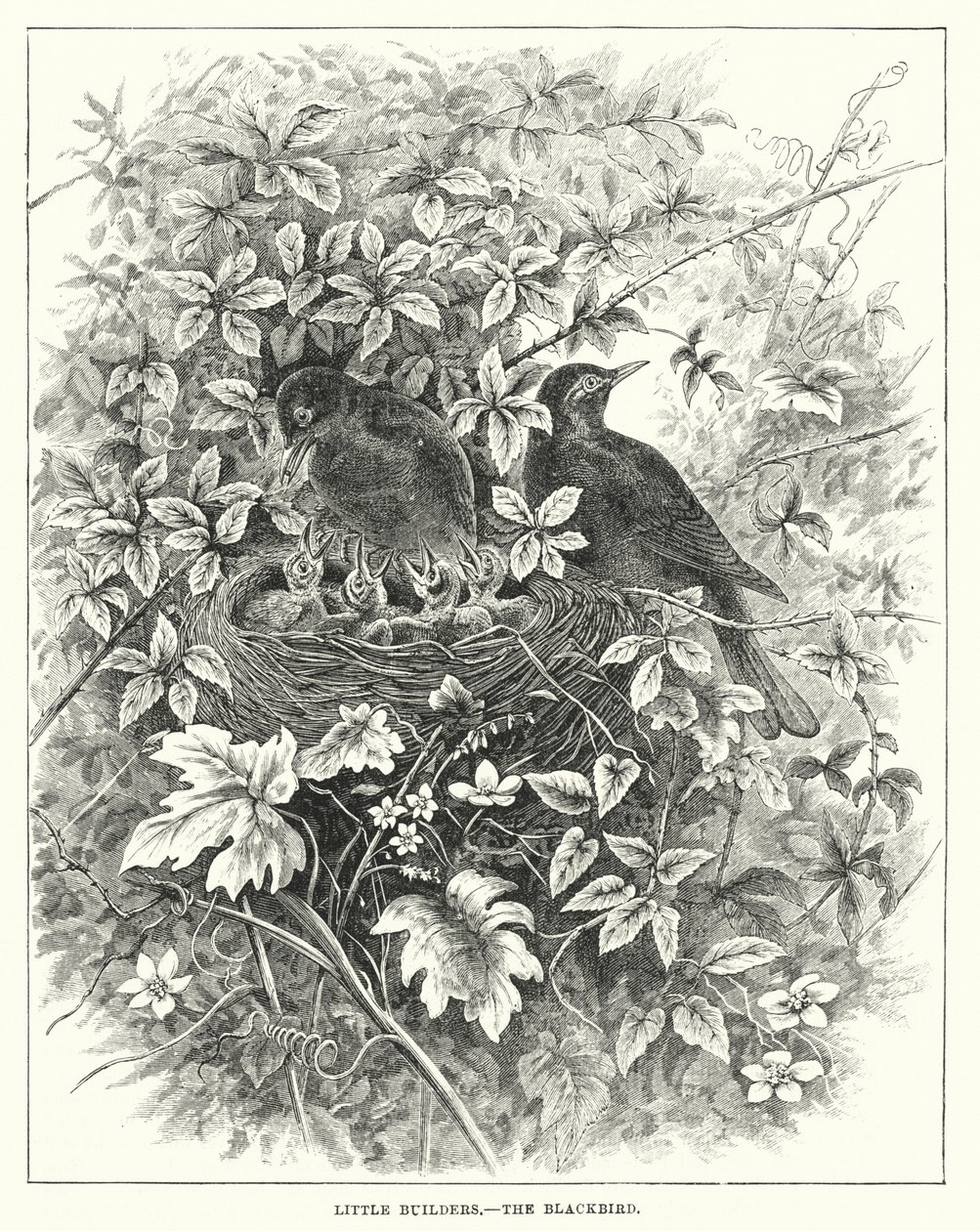 Les petits bâtisseurs, le merle (gravure) - English School
