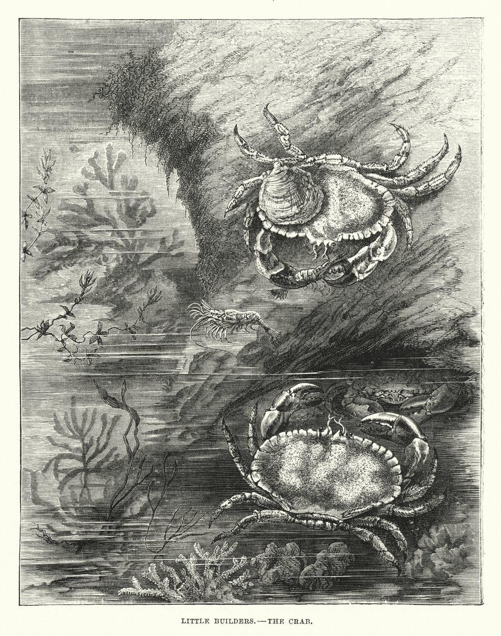 Les petits bâtisseurs, le crabe (gravure) - English School