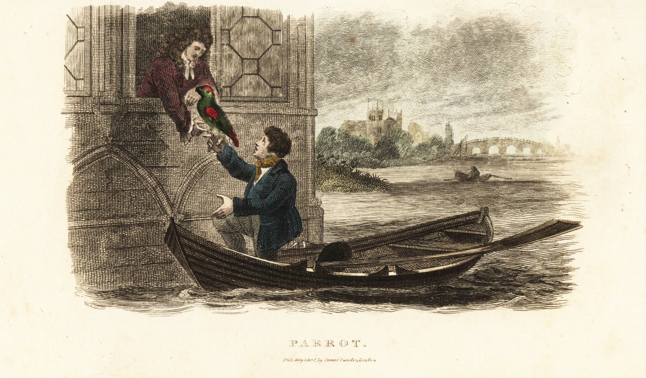 Marin londonien sauvant un perroquet parlant appartenant au roi Henri VIII d