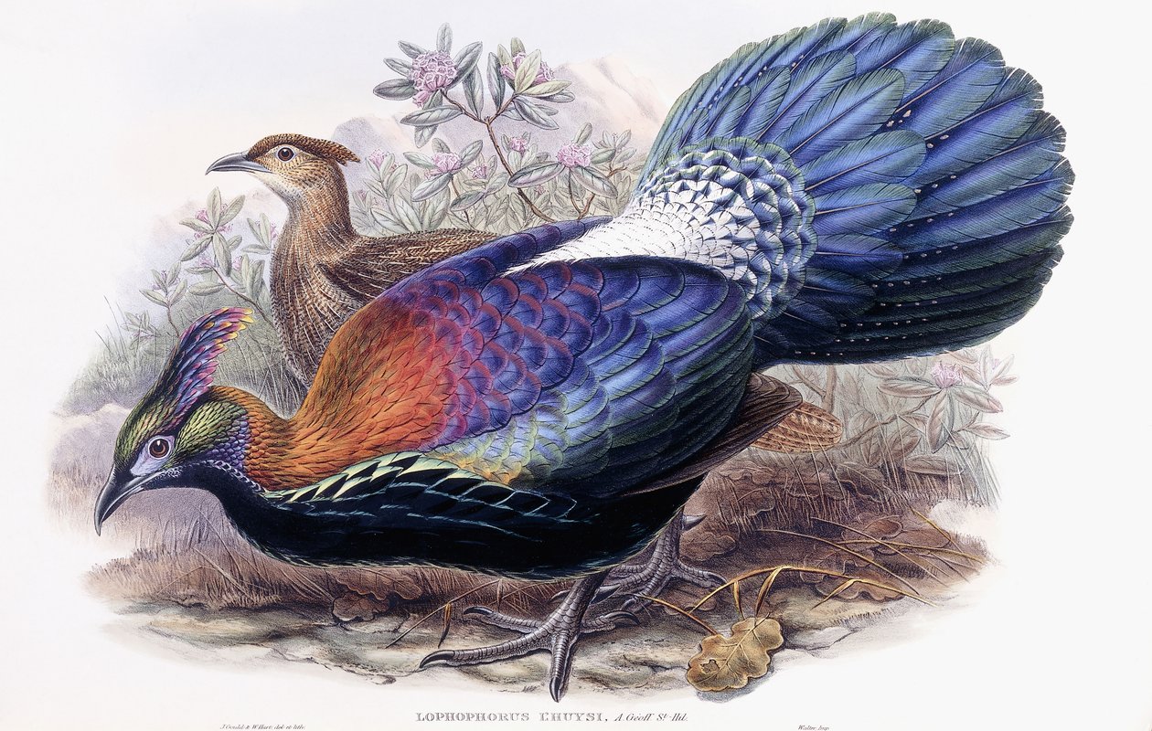 Lophophorus Lhuysii - English School