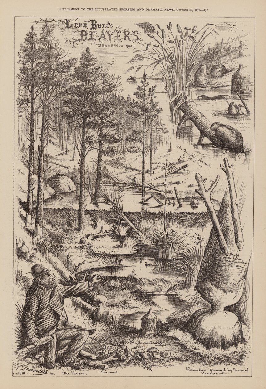 Castors de Lord Bure, Drumreoch Moor (gravure) - English School