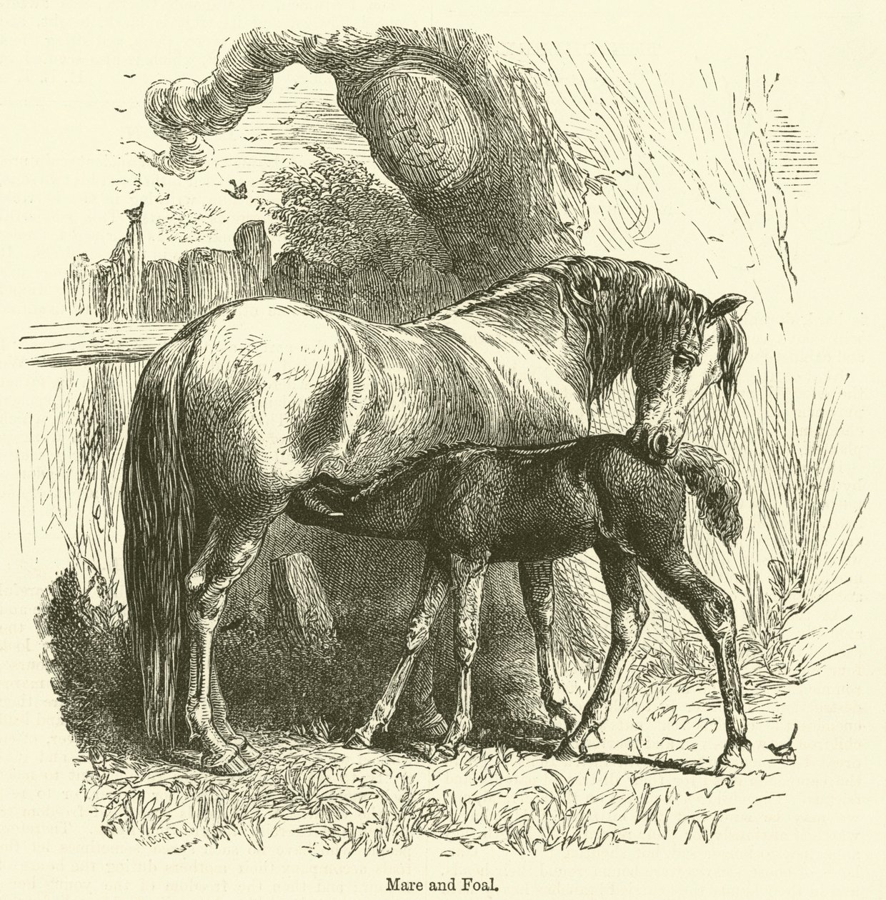 Jument et poulain (gravure) - English School