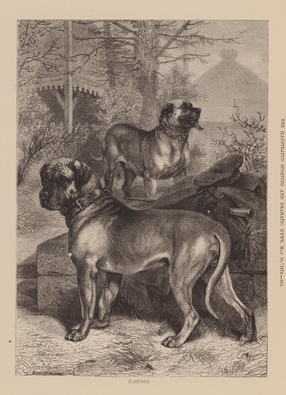 Mastiffs (gravure) - English School