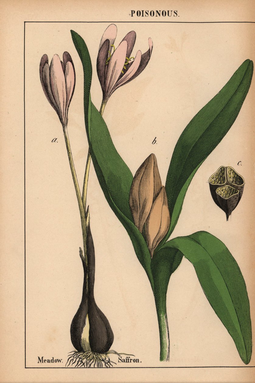 Colchique des prés avec fleur violette, de "The Instructive Picturebook, or Lessons from the Vegetable World," [Charlotte Mary Yonge], Édimbourg - English School