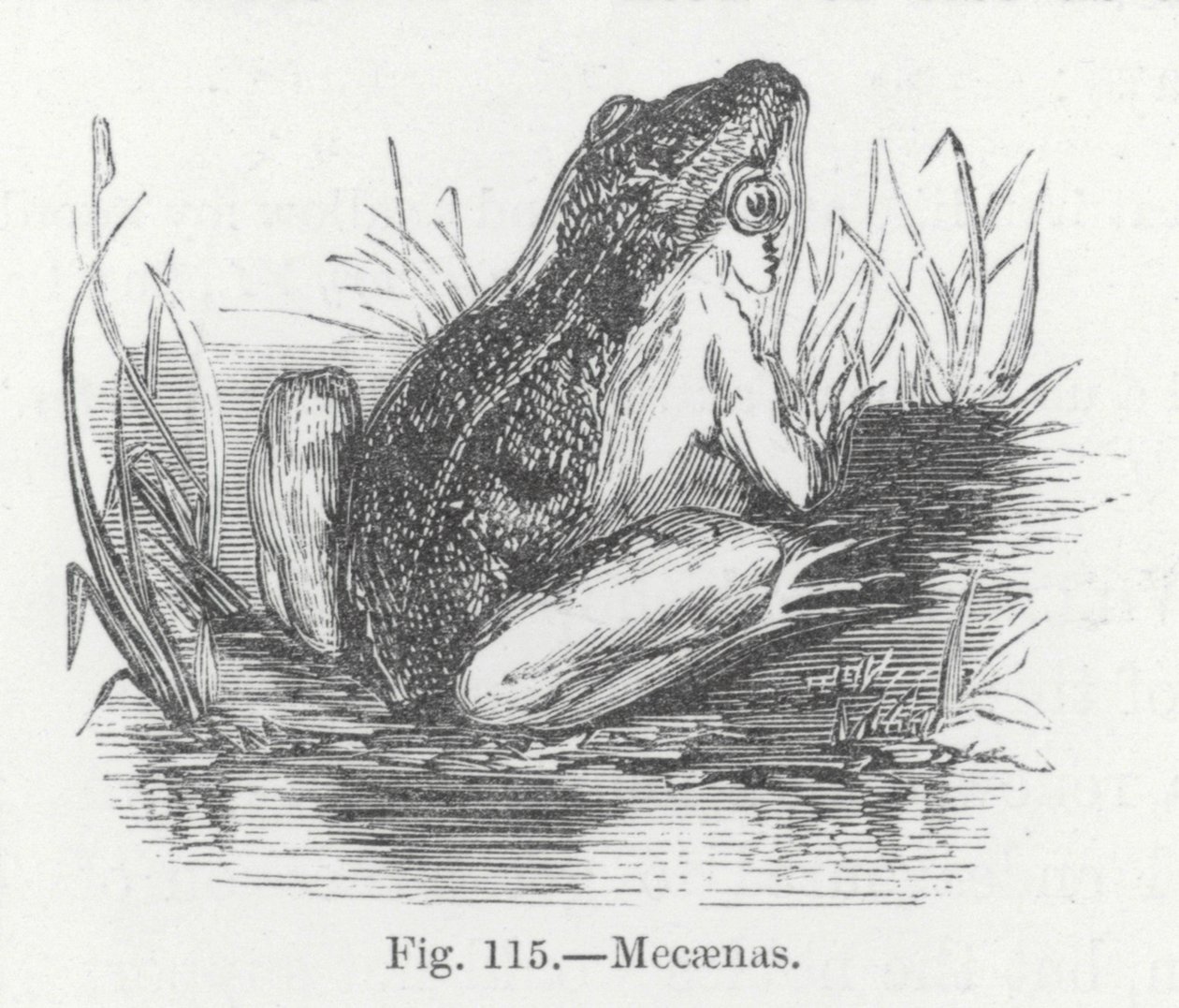 Mecaenas (gravure) - English School