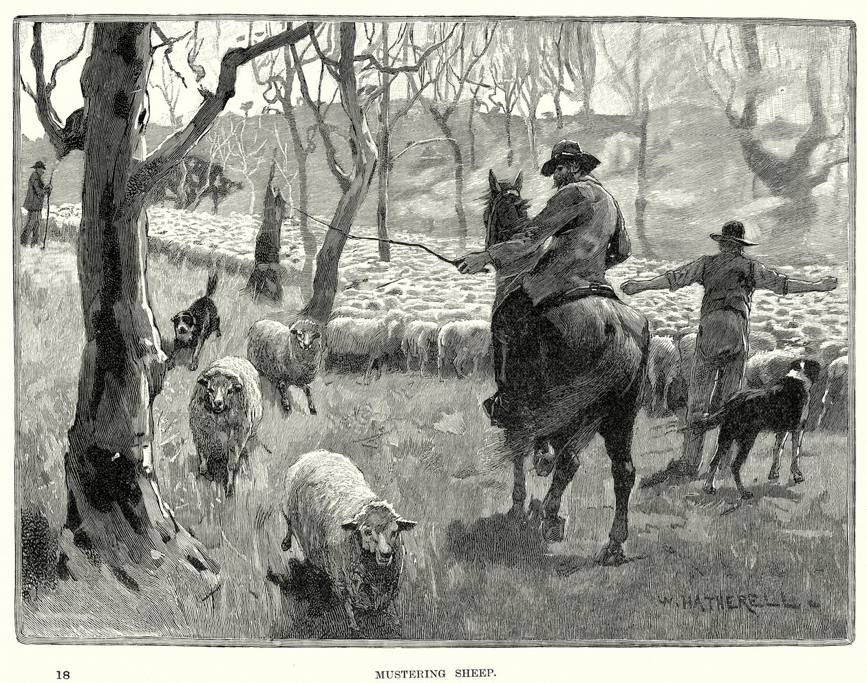 Moutons de rassemblement (gravure) - English School