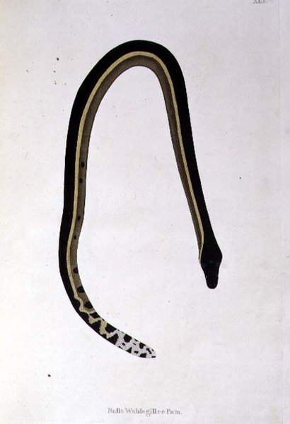 Nalla Wahlagillee Pam Serpent de 