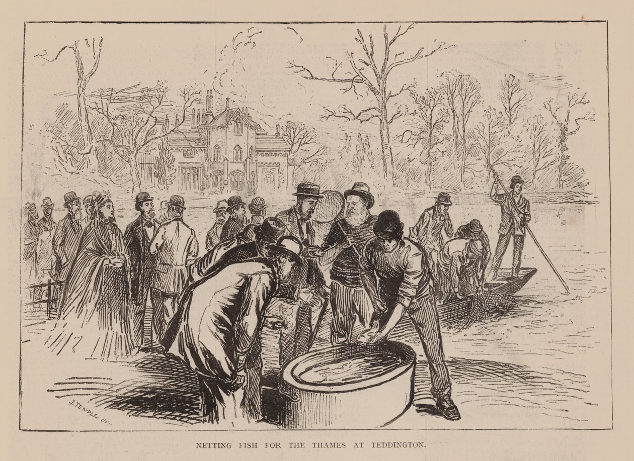 Filet à poissons pour la Tamise à Teddington (gravure) - English School