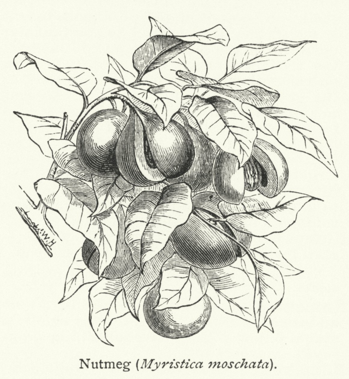Muscade (Myristica moschata) (gravure) - English School