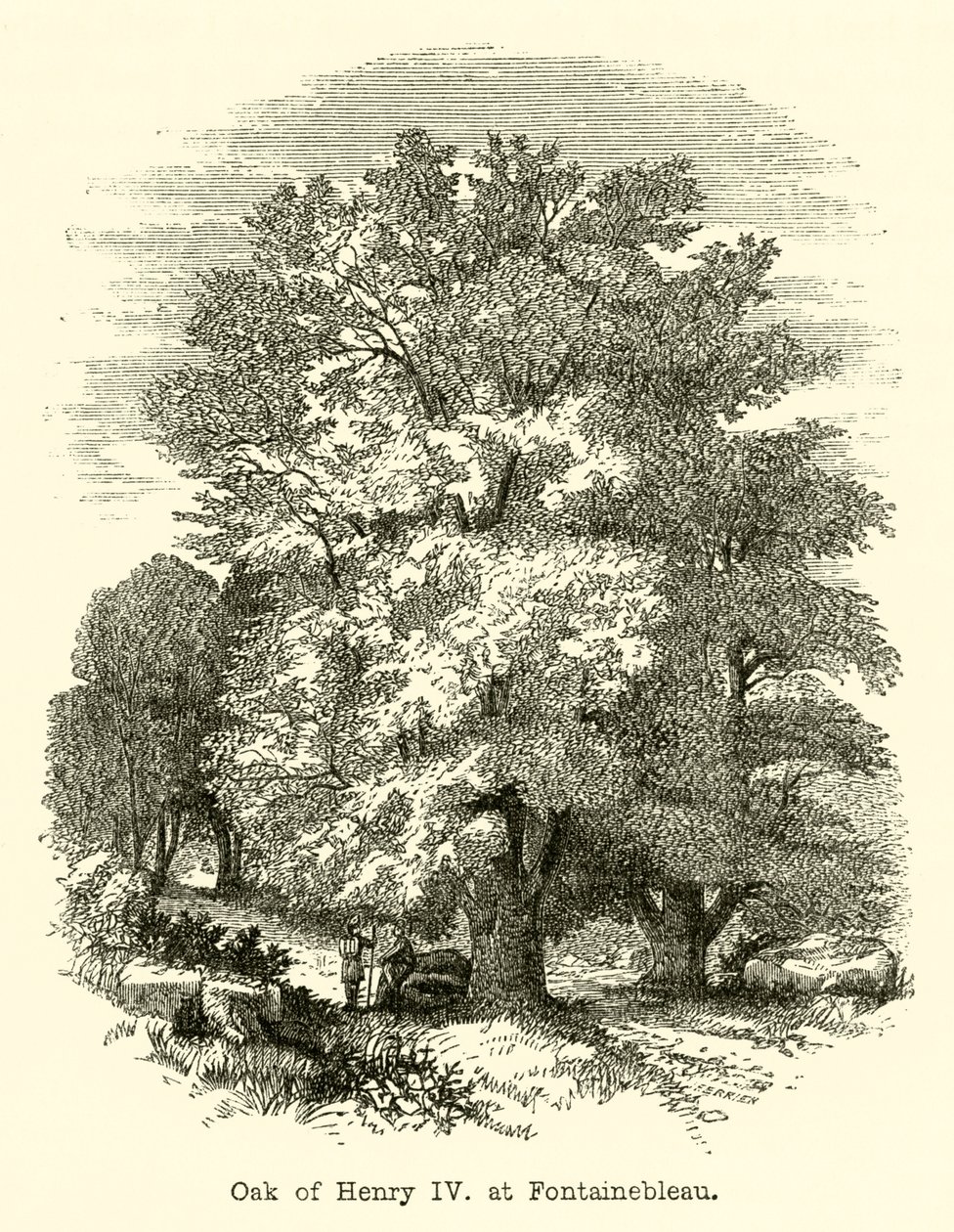 Chêne d