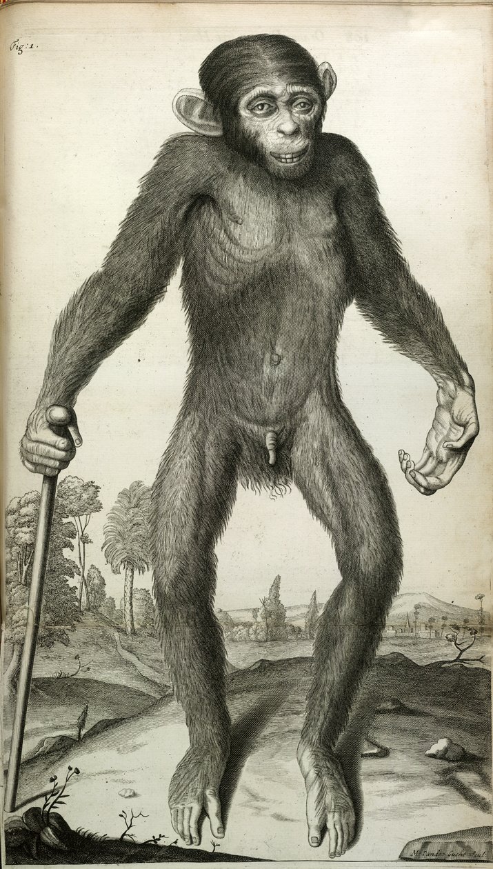 Orang-Outang, sive Homo Sylvestris : ou, l