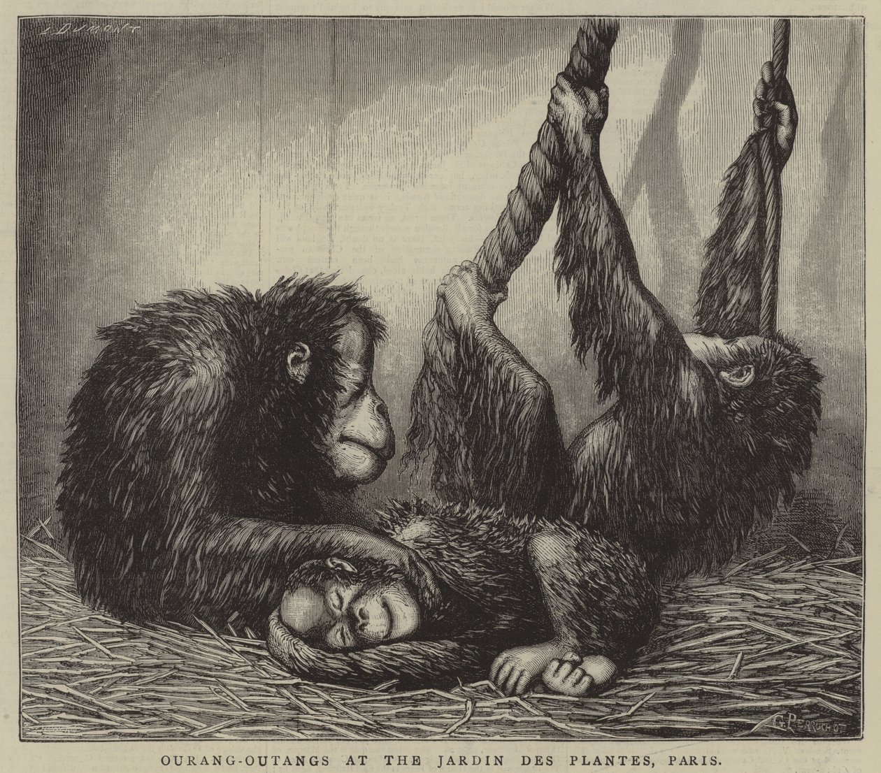 Ourang-Outangs au Jardin des Plantes, Paris (gravure) - English School