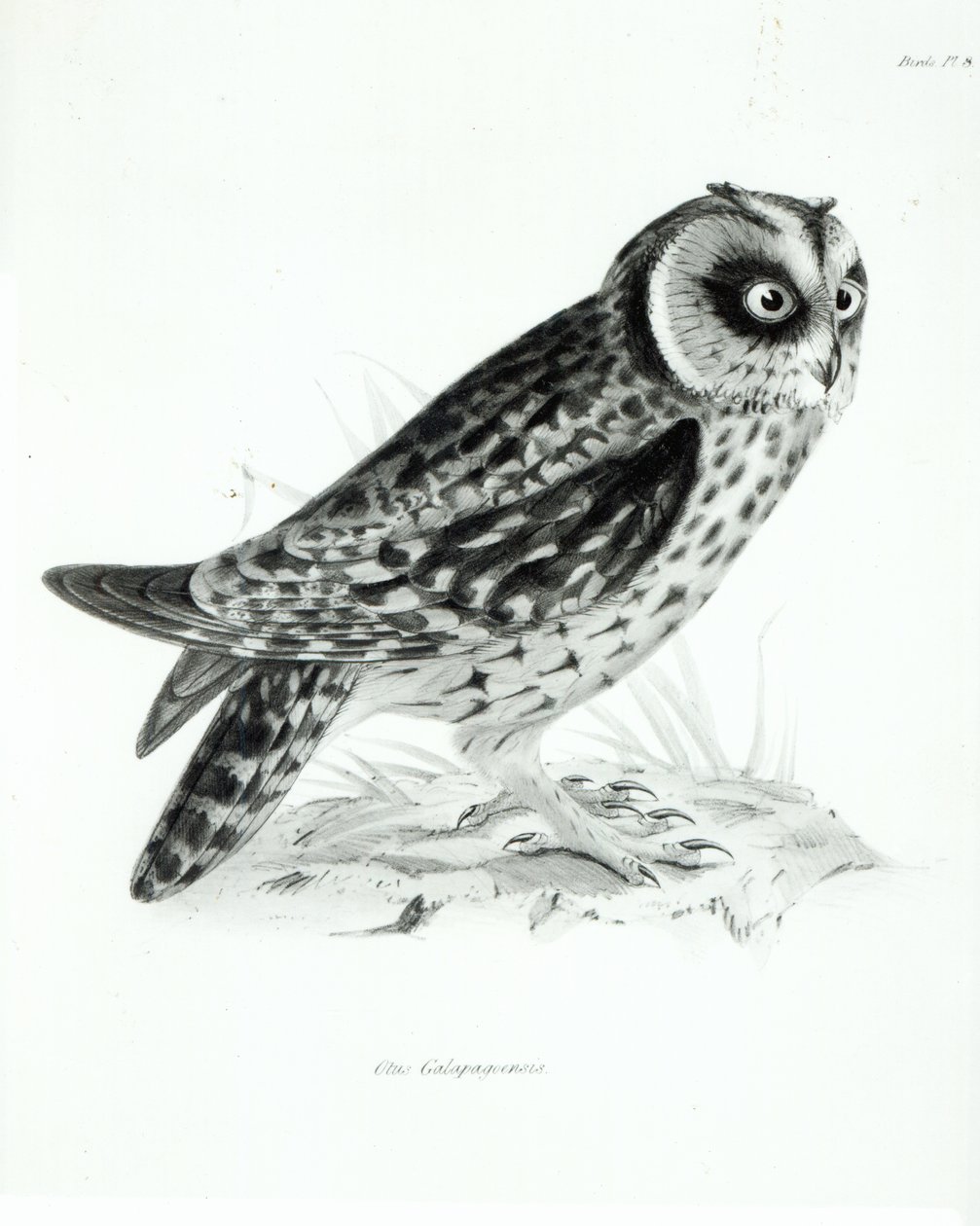 Hibou, planche 3 de 