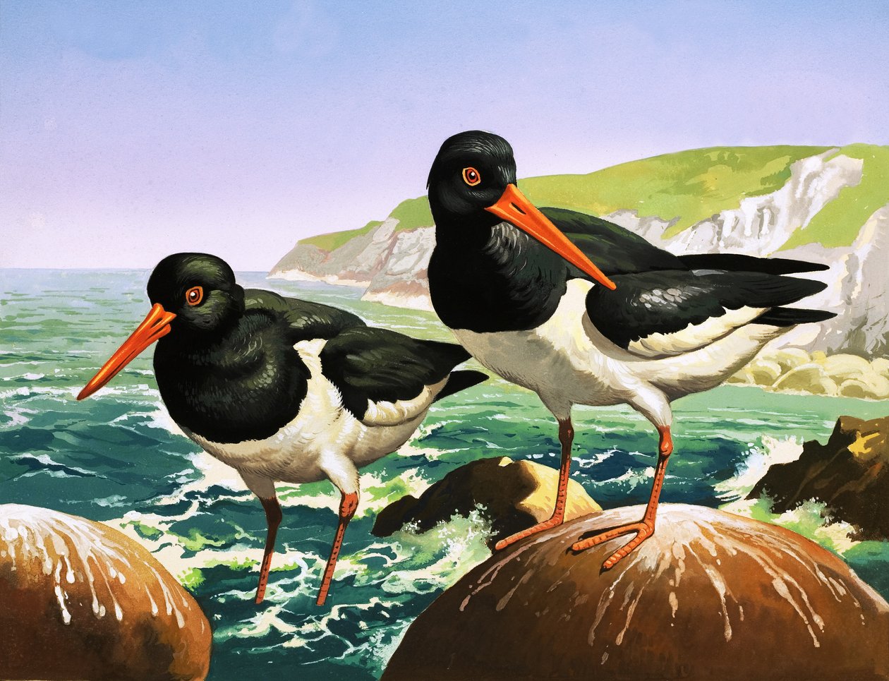Huîtriers, illustration de "Il était une fois" (gouache sur papier) - English School