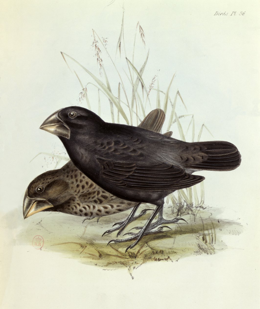 Paire de Geospiza Magnirostris, de La Zoologie du Voyage du H.M.S. Beagle 1832-36 par Charles Darwin (1809-92), 1840 Londres - English School