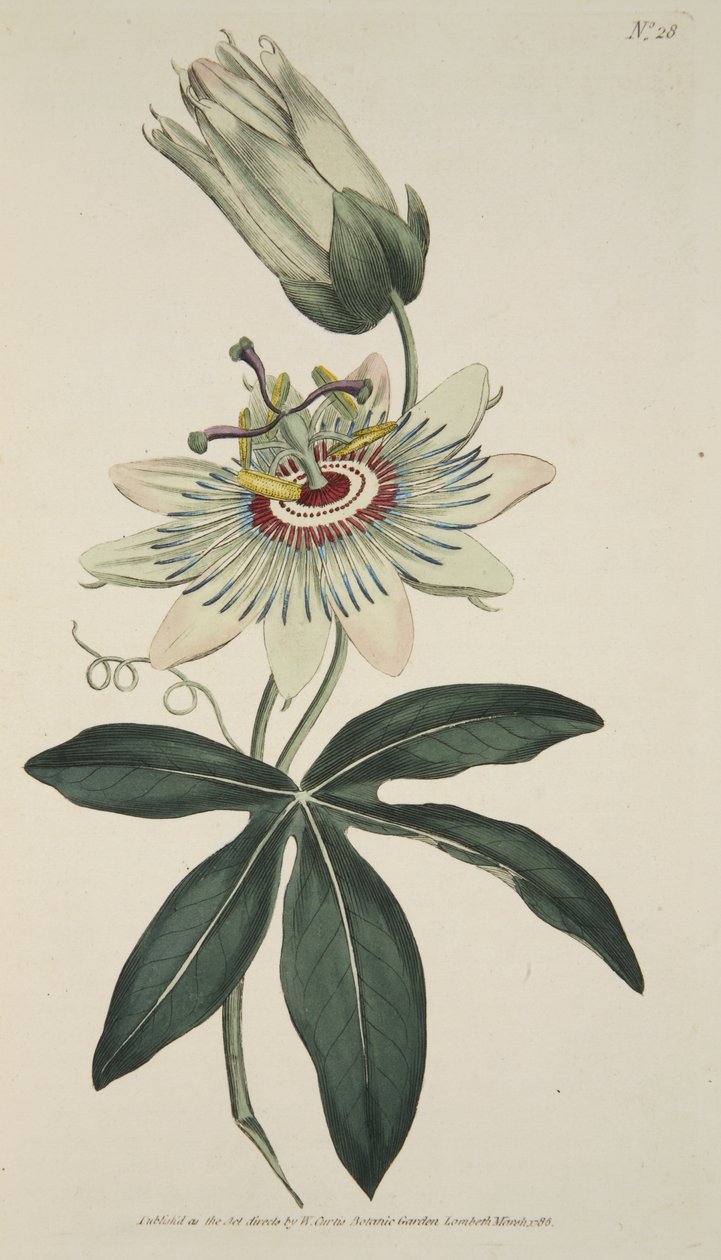 Passiflora Coerulea (Fleur de la Passion Commune), tirée de The Botanical Magazine or Flower Garden Displayed, pub. 1786 - English School