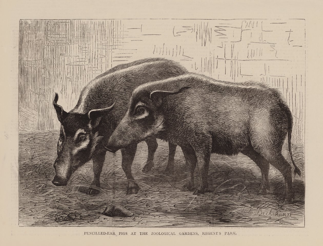 Pencilled-Ear Pigs at the Zoological Gardens, Regents Park (gravure) - English School