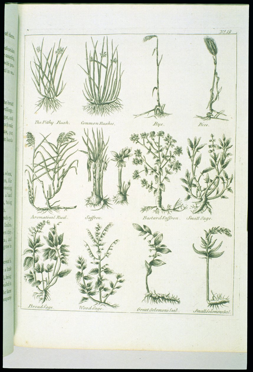 Plantes de Culpeper