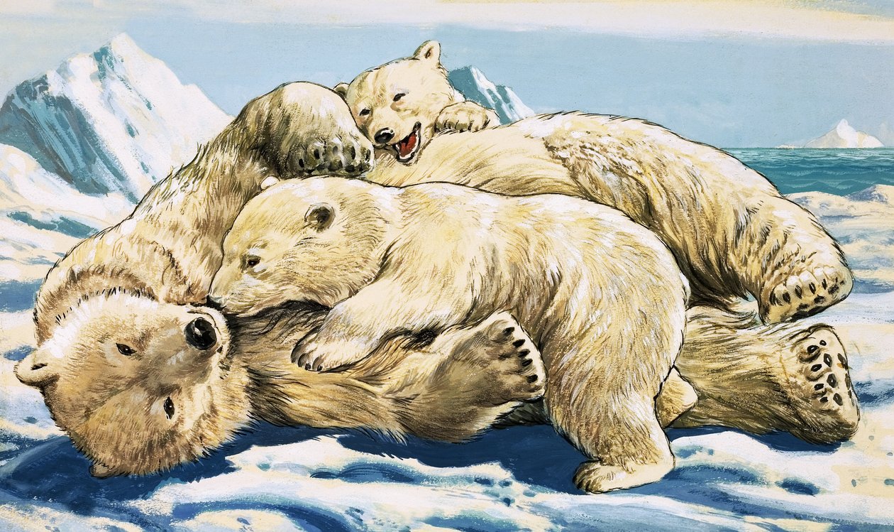 Ours polaire et oursons (gouache sur papier) - English School