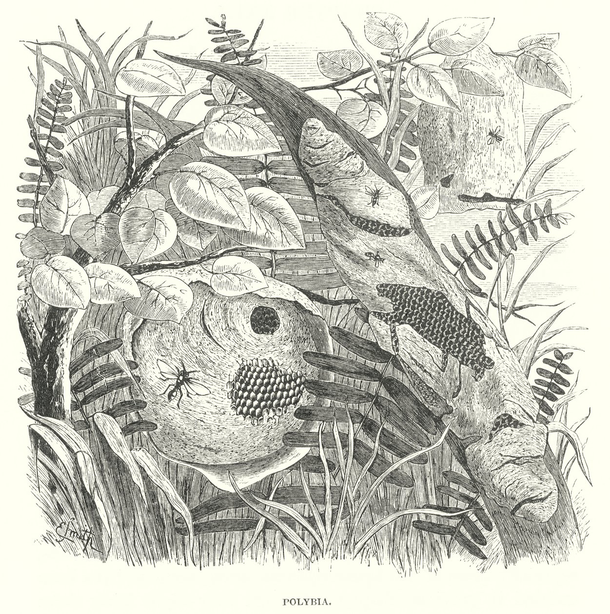 Guêpes polybia (gravure) - English School