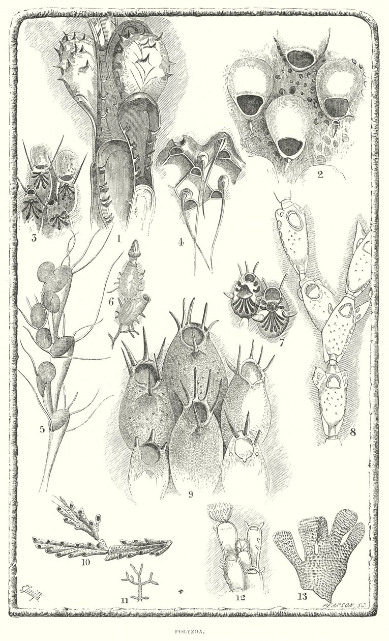 Polyzoa (gravure) - English School