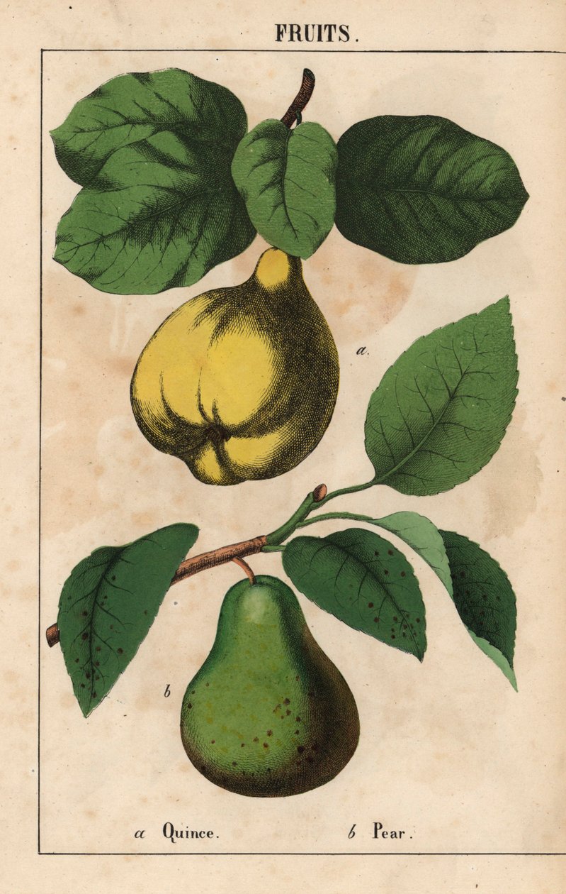 Coing et poire, de 