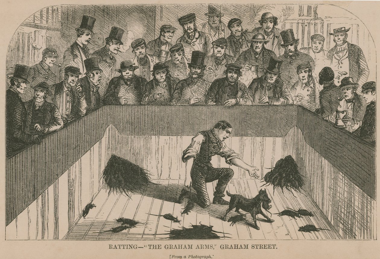 Rattrapage au Graham Arms (gravure) - English School