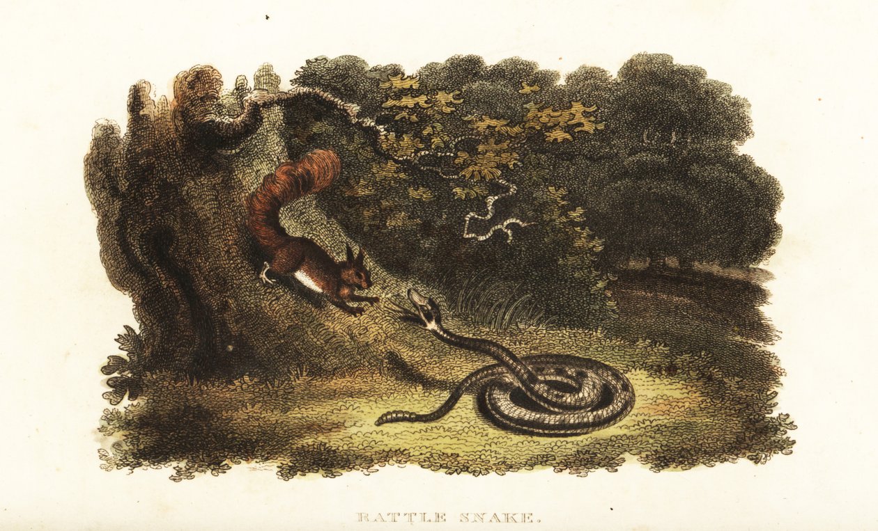 Serpent à sonnette charmant un écureuil pour le faire descendre d