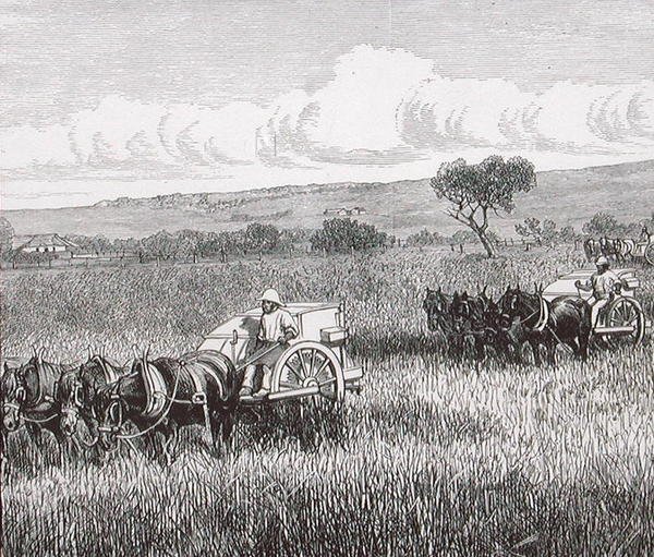 Moisson, Sud Adelaide, Australie - English School
