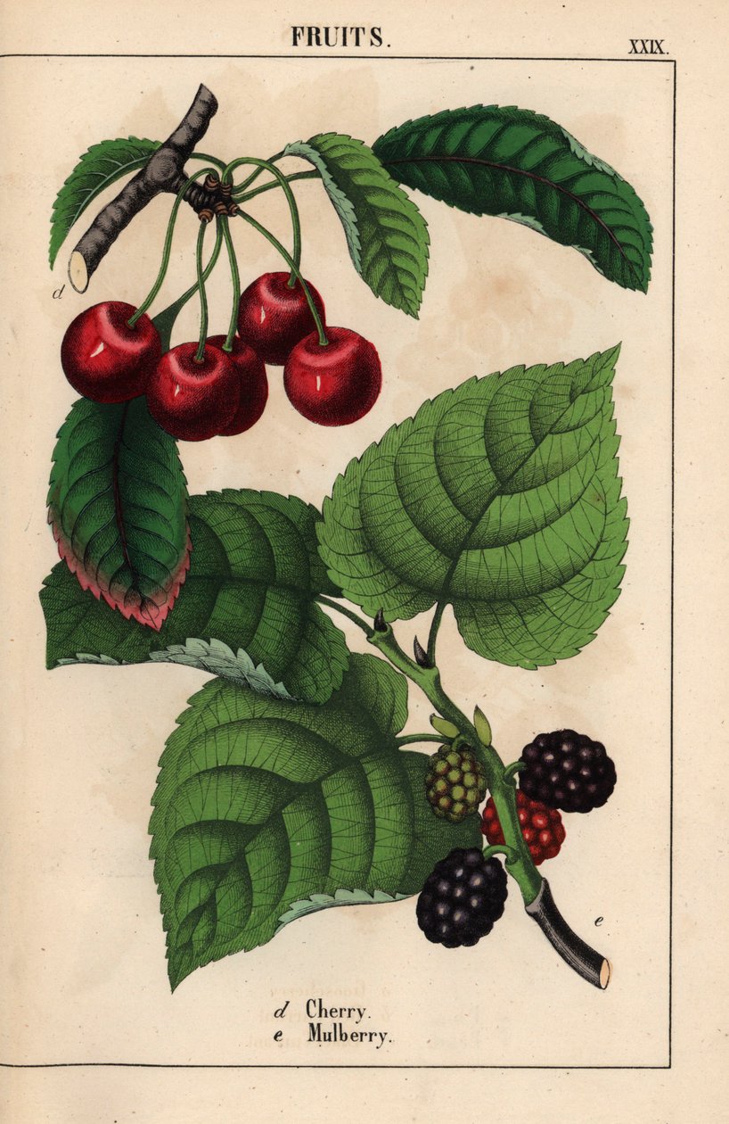 Cerises rouges et mûres, de "The Instructive Picturebook, or Lessons from the Vegetable World," [Charlotte Mary Yonge], Édimbourg - English School