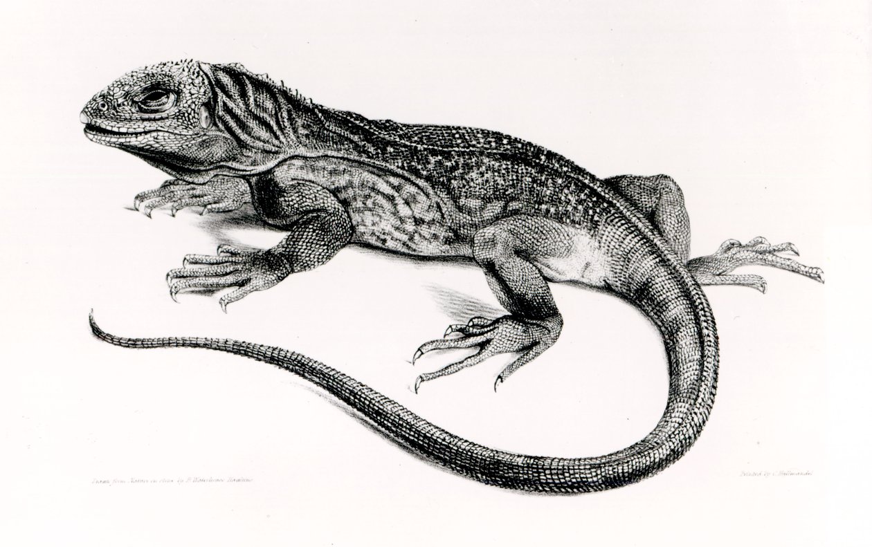 Reptile, illustration de 