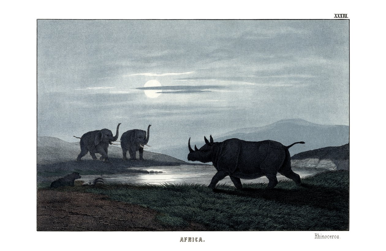 Rhinocéros - English School