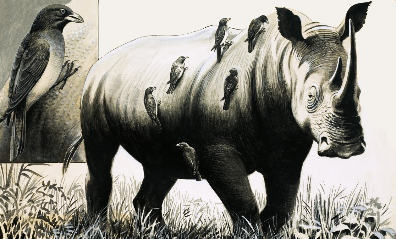 Rhinocéros et oiseau oxpecker - English School