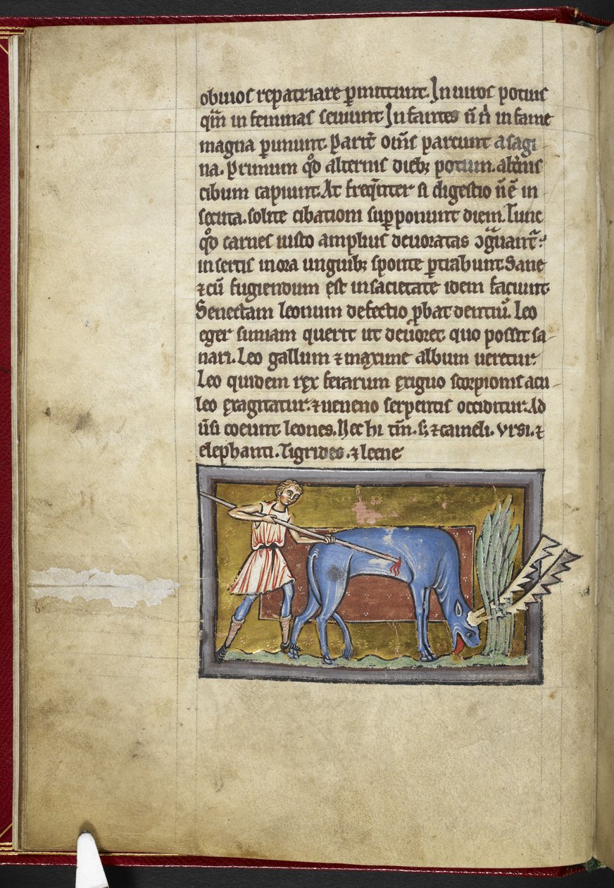 Antilope, du 