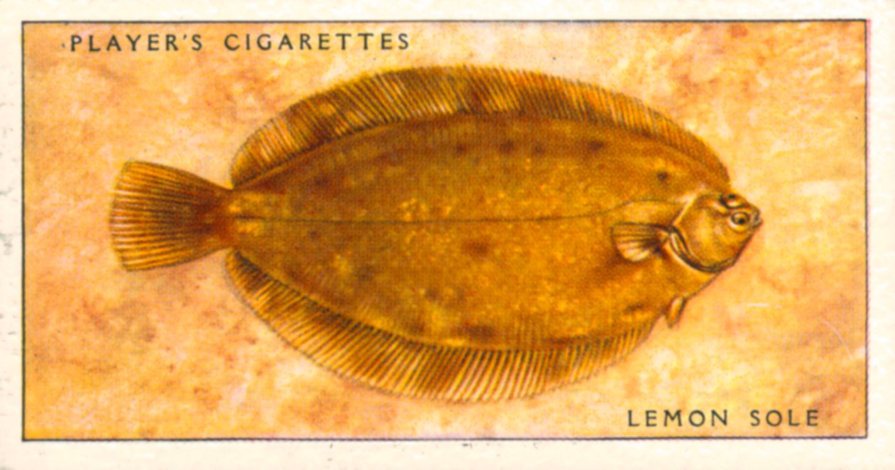 Poissons de mer : Limande sole (lithographie couleur) - English School
