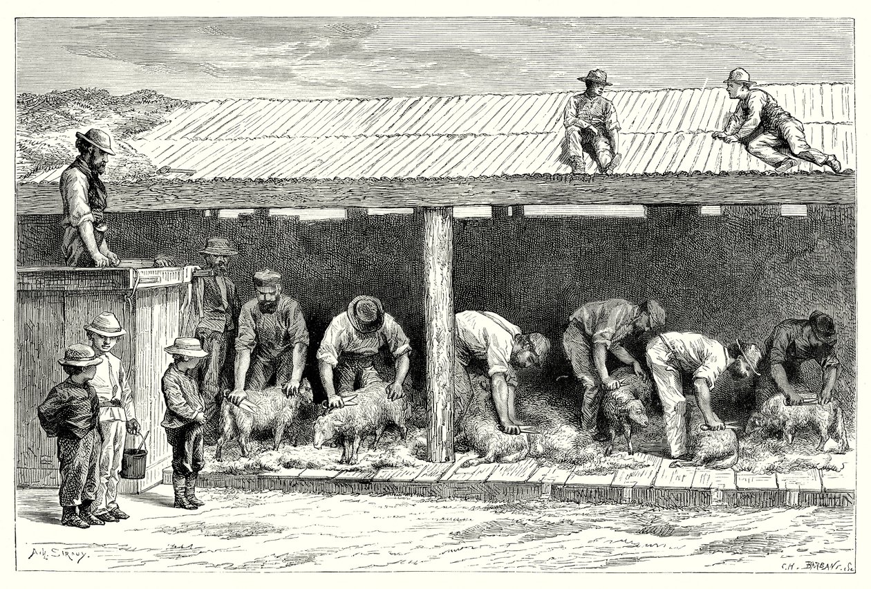 Tonte des moutons (gravure) - English School