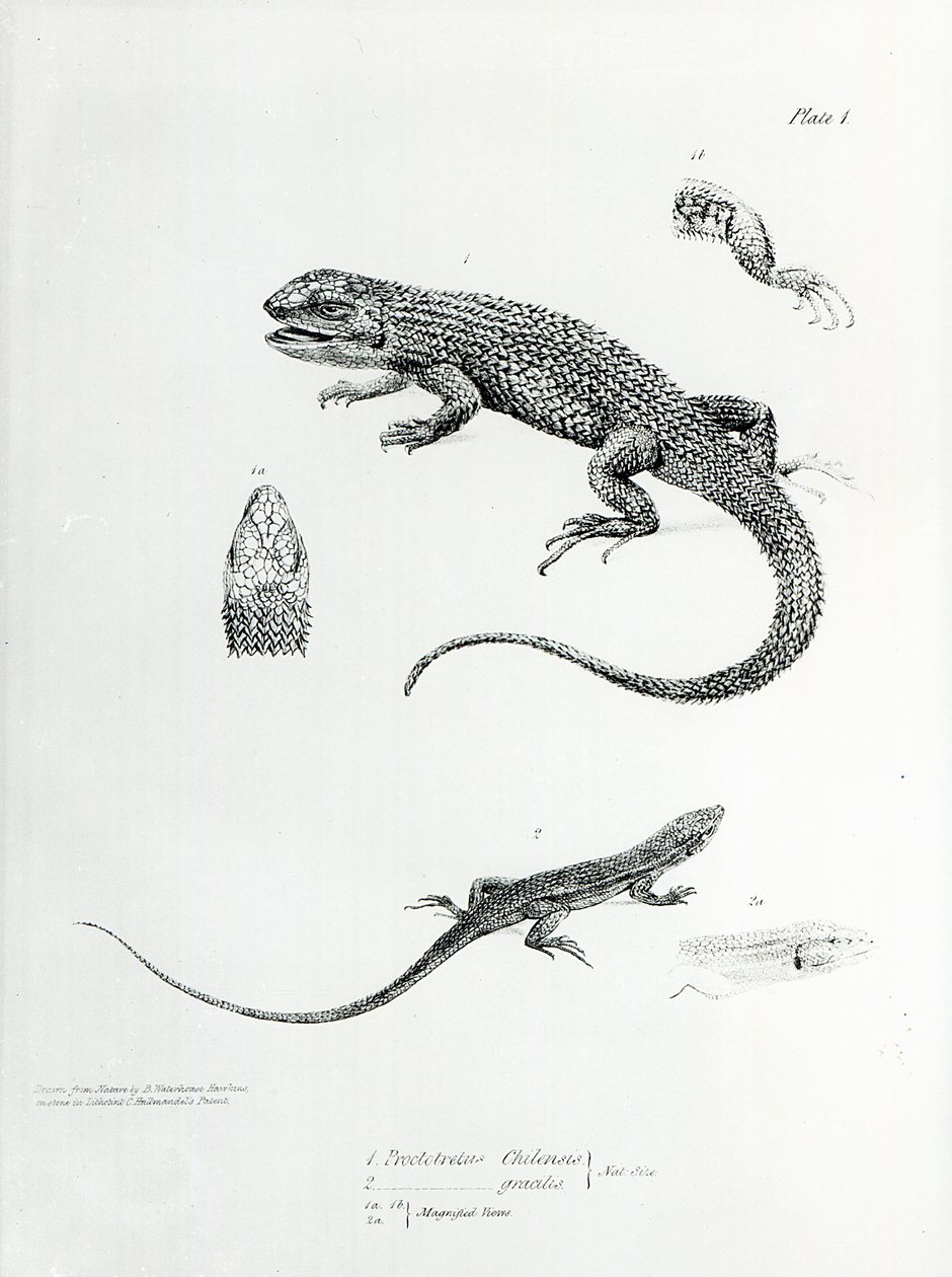 Iguane à écailles, illustration de 