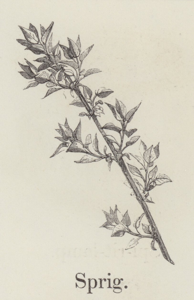 Brindille (gravure) - English School
