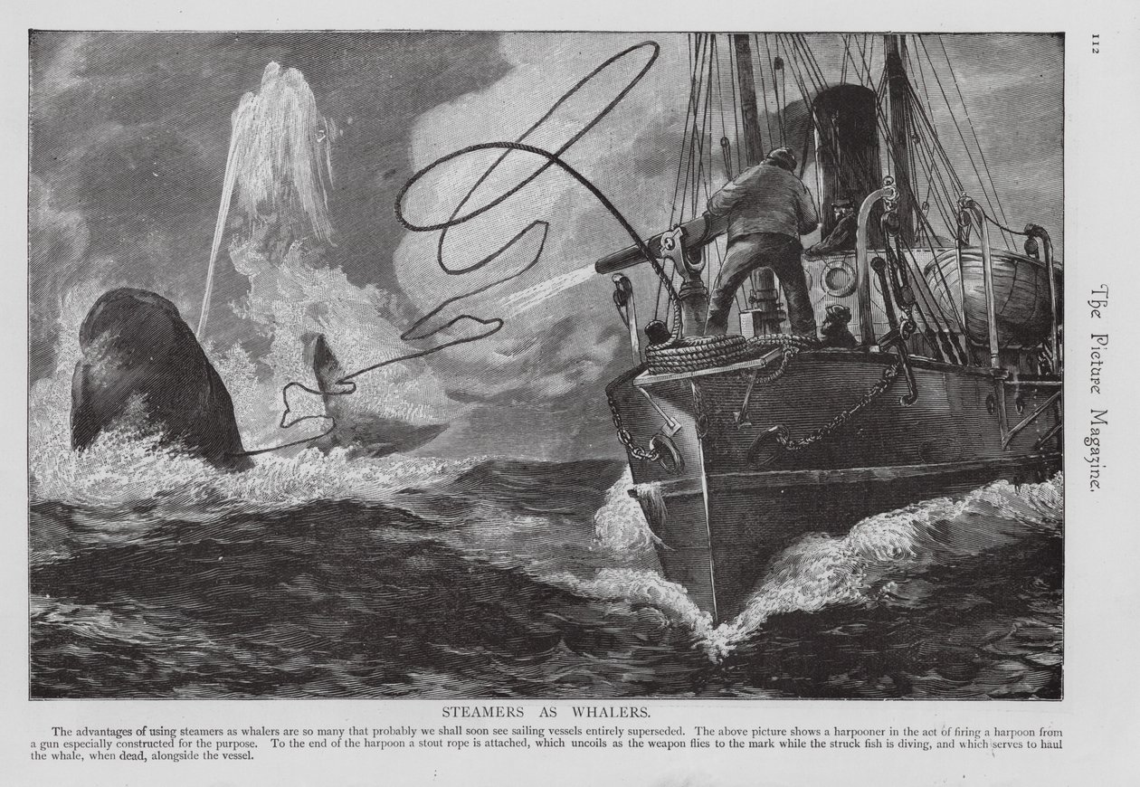 Bateau à vapeur utilisé comme baleinier (gravure) - English School