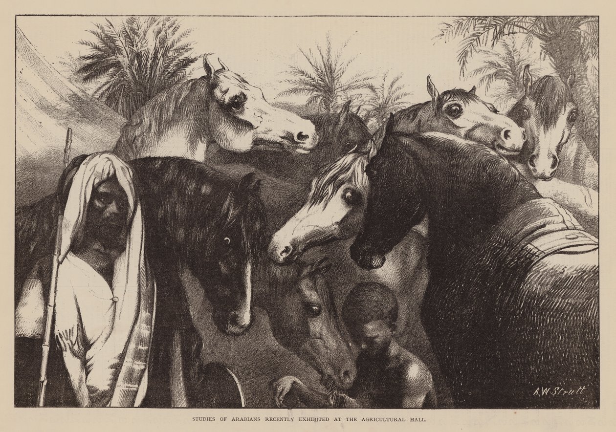 Études de chevaux arabes récemment exposés à l