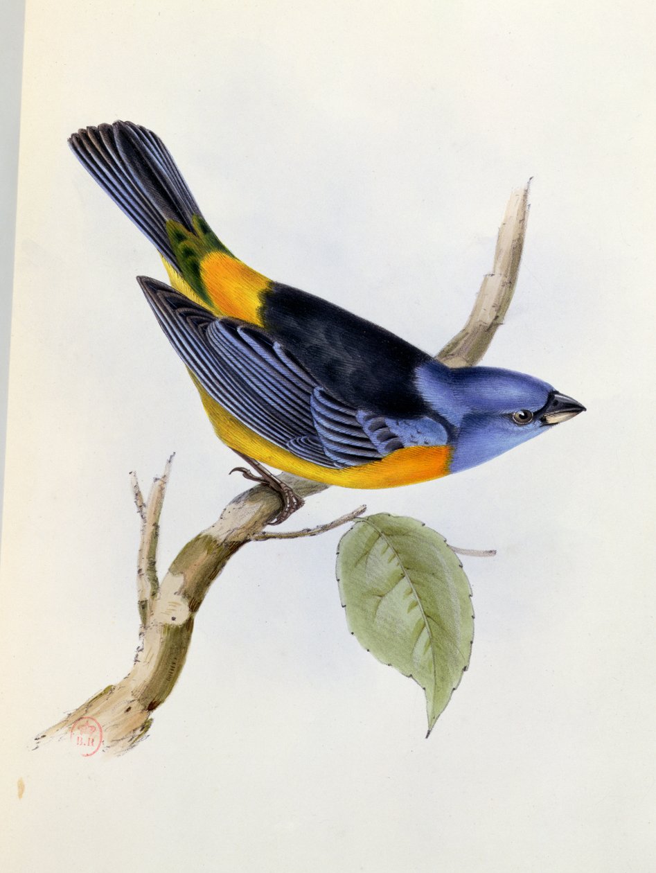 Tanagra Darwini, planche 34 de La Zoologie du Voyage du H.M.S. Beagle 1832-36, par Charles Darwin (1809-92), 1840 - English School